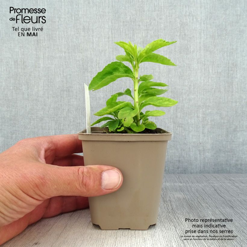 Example of Lobelia Monet Moment Vasetto da 8/9 cm as you get in printemps