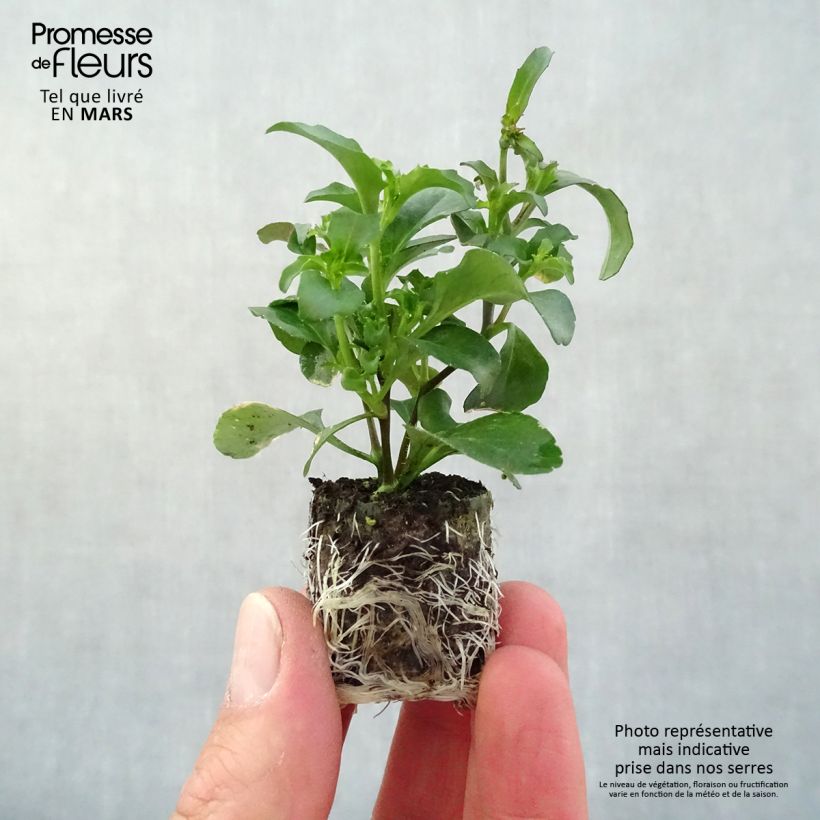 Example of Lobelia Purple Star mini zolla... as you get in printemps