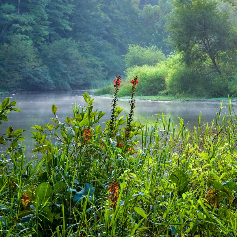Lobelia cardinalis - Lobelia acquatica (Plant habit)