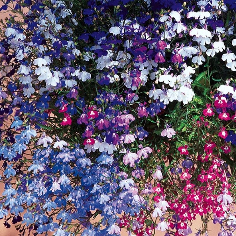 Lobelia Regatta Mix (Flowering)
