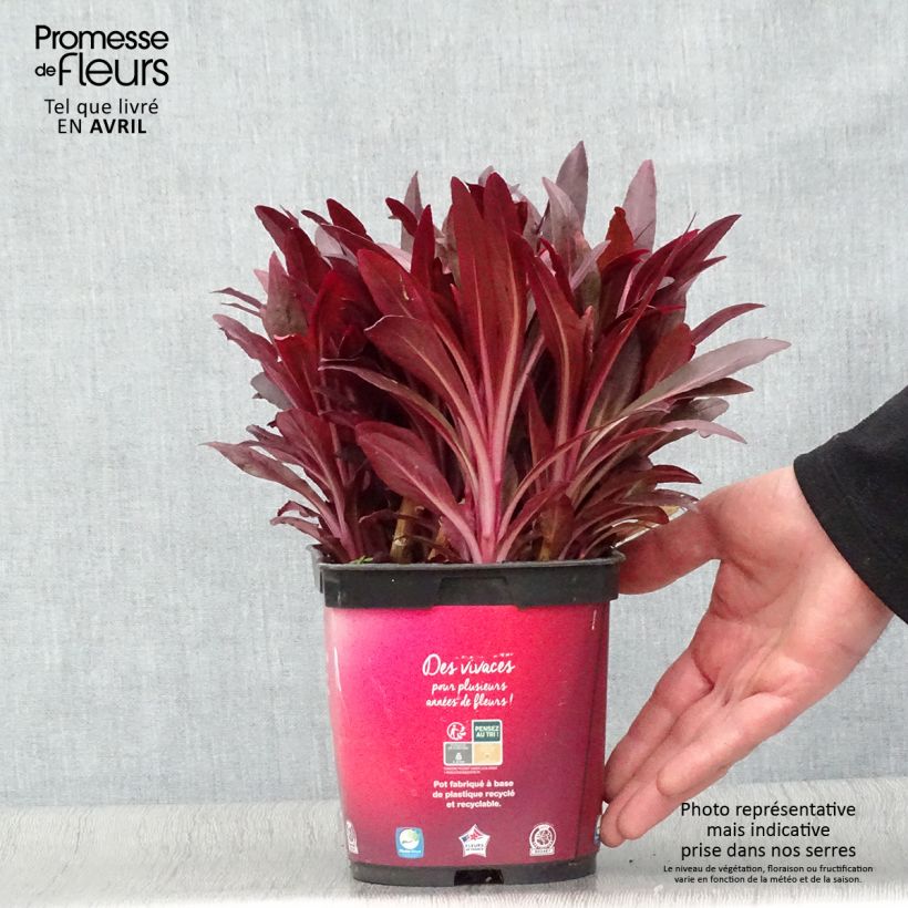 Example of Lobelia Queen Victoria Vaso da 2L/3L as you get in printemps