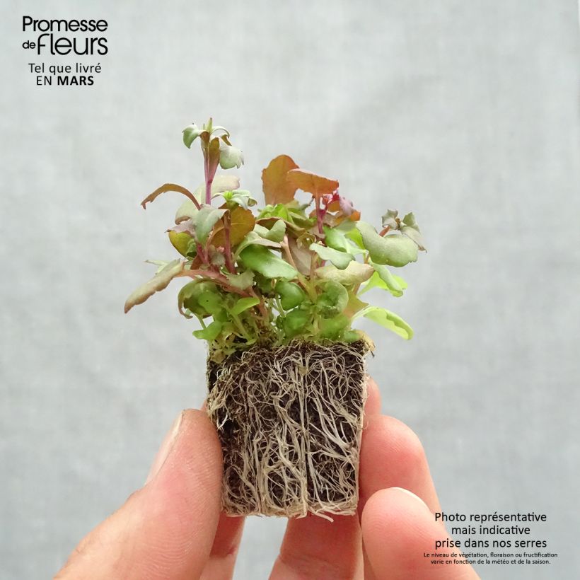 Lobelia Crystal Palace Jardimotte: zolla da 3,8 cm x 3,2 cm in vassoio da 16 pezzi. esemplare consegnato in primavera