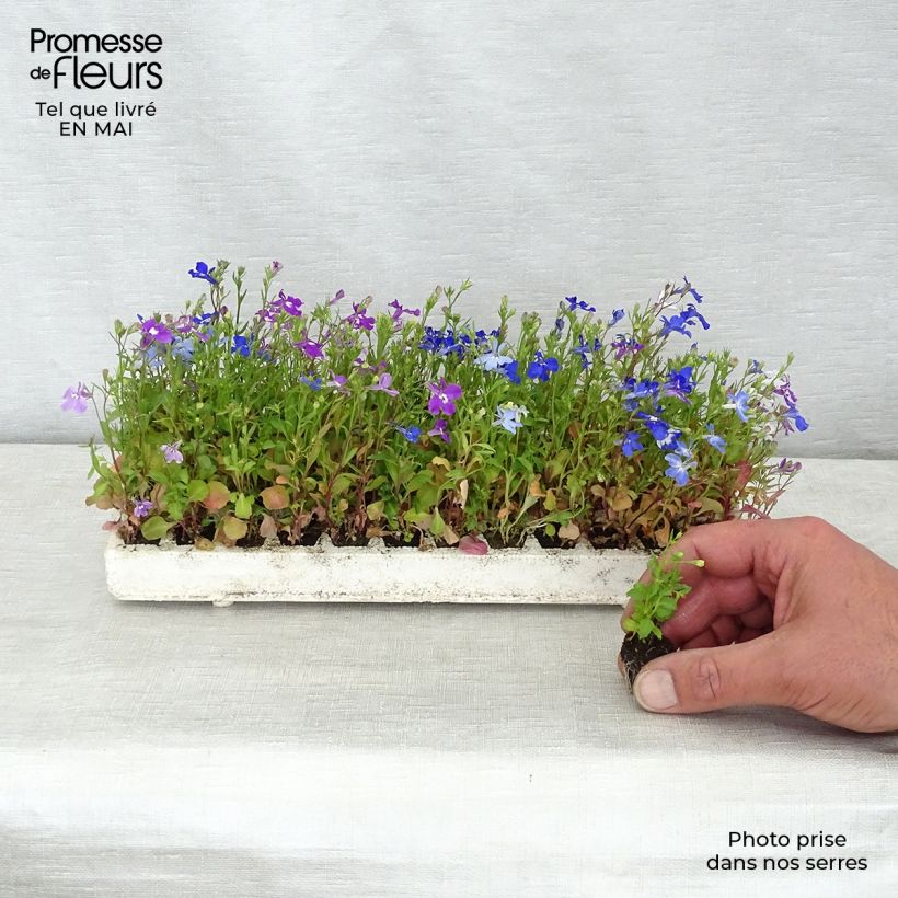 Example of Lobelia Regatta Mix Mini zolla: zolla da 2,2 cm x 2 cm in vassoio di coltivazione da 35 pezzi as you get in printemps