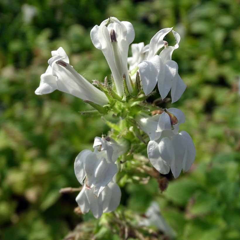 Lobelia siphilitica Alba (Fioritura)