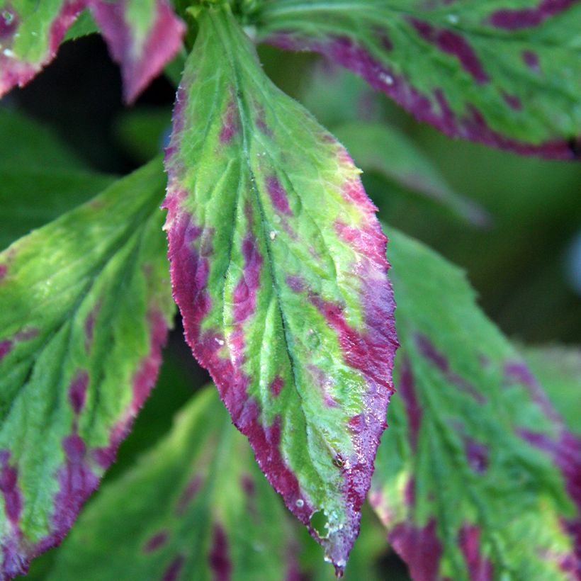 Lobelia siphilitica (Fogliame)