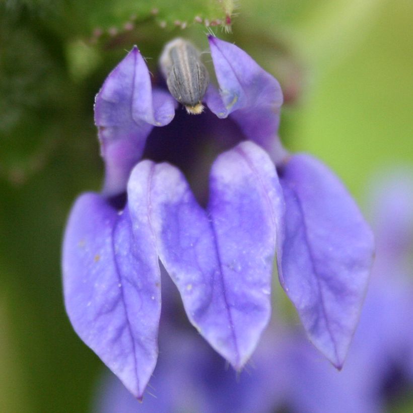 Lobelia siphilitica (Fioritura)