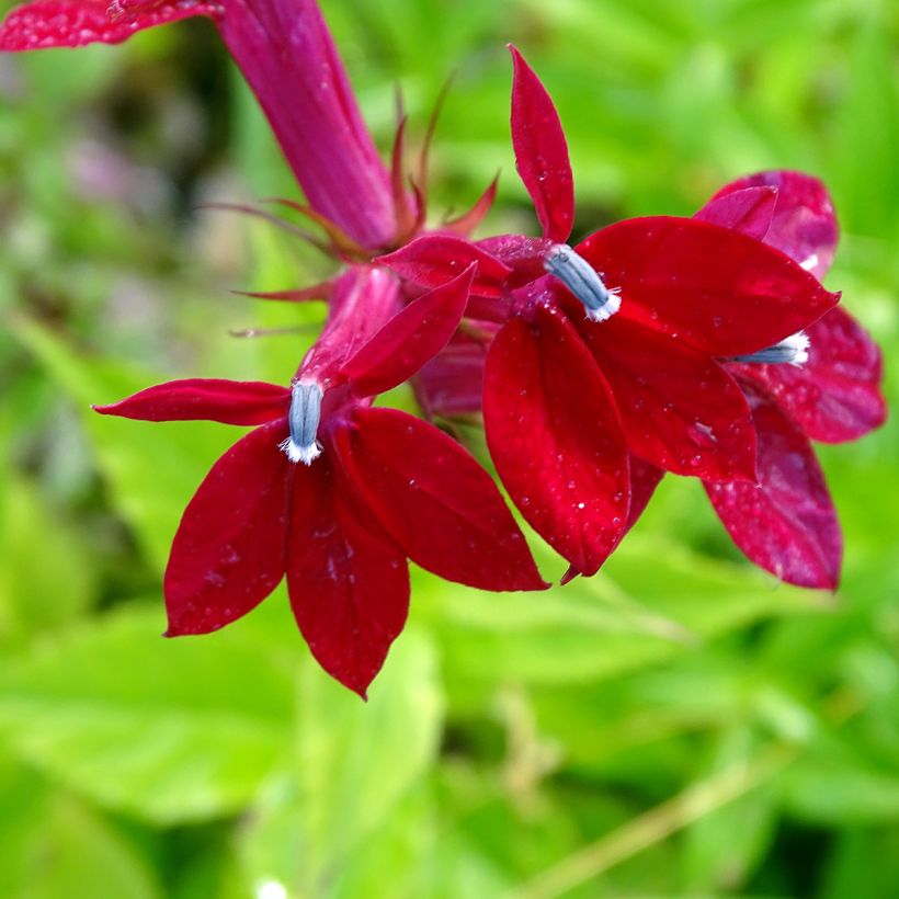 Lobelia Fan burgundy (Flowering)