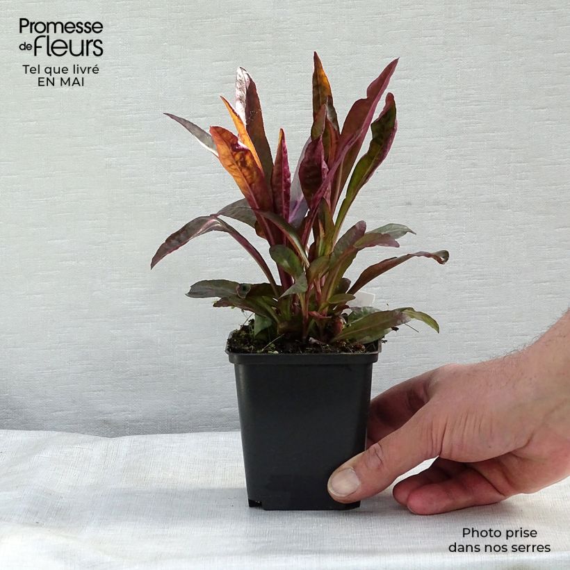 Example of Lobelia Russian Princess Vasetto da 8/9 cm as you get in printemps