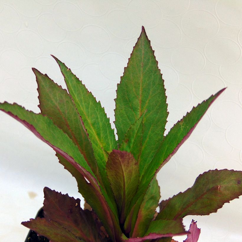 Lobelia Tania (Fogliame)