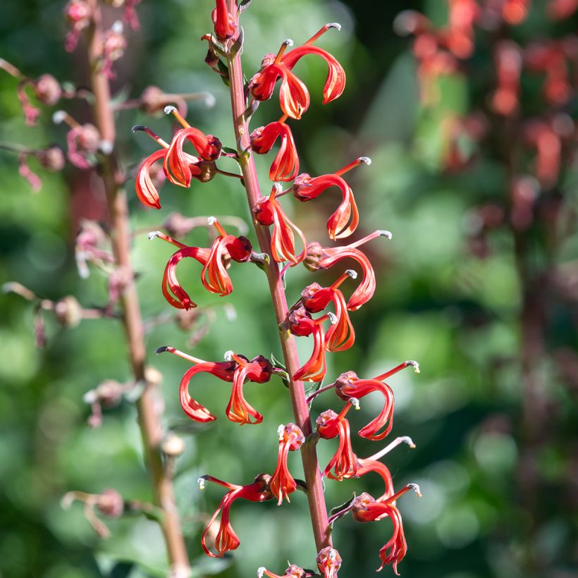 Lobelia tupa - Lobelia (Fioritura)