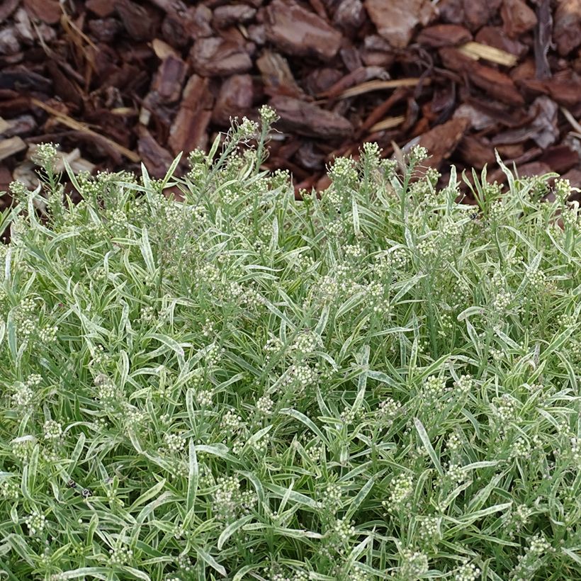 Lobularia maritima Primavera Princess - Alisso marittimo (Fogliame)
