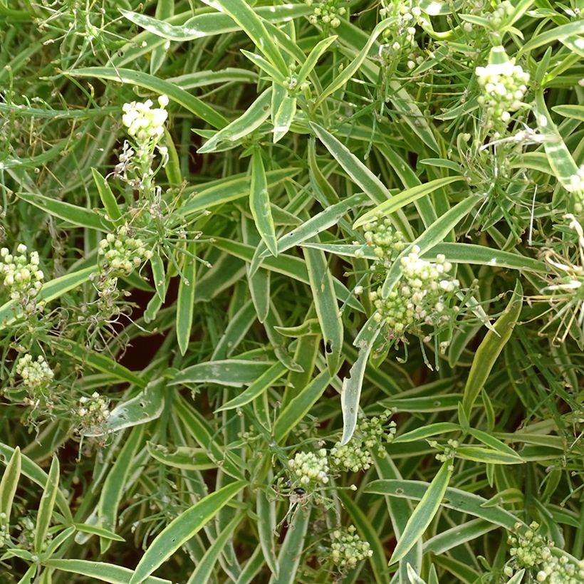 Lobularia maritima Primavera Princess - Alisso marittimo (Fioritura)