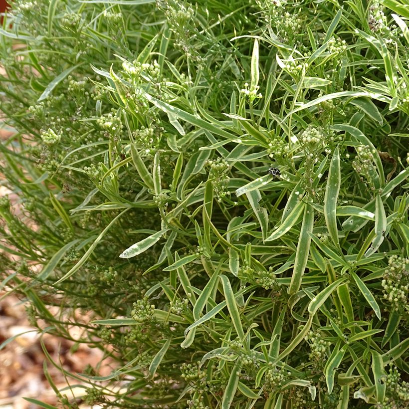 Lobularia maritima Primavera Princess - Alisso marittimo (Porto)