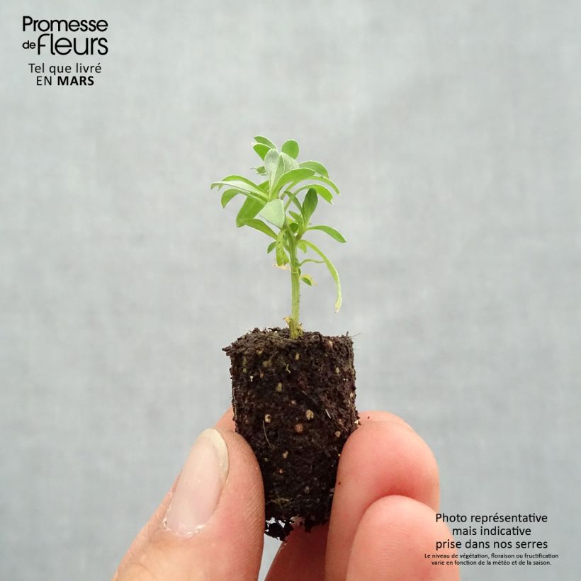 Example of Lobularia maritima Princess in Purple - Alisso marittimo Mini zolla Ø 1,5/2,5 cm as you get in printemps