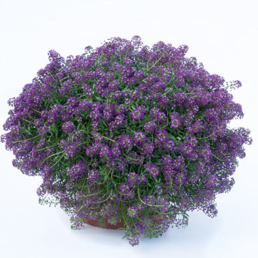Lobularia maritima Princess in Purple - Alisso marittimo (Plant habit)