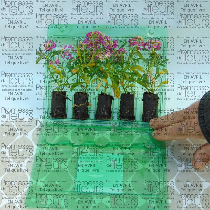 Esempio di esemplare Lobularia maritima procumbens Raspberry Stream - Alisso marittimo mini zolla... come consegnato