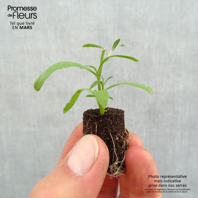 Lobularia maritima Snow Princess - Alisso marittimo Mini zolla Ø 1,5/2,5 cm esemplare consegnato in primavera