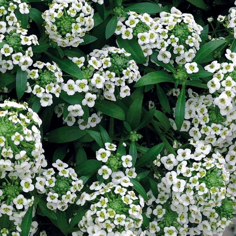 Lobularia maritima Snow Crystals - Alisso marittimo (Foliage)