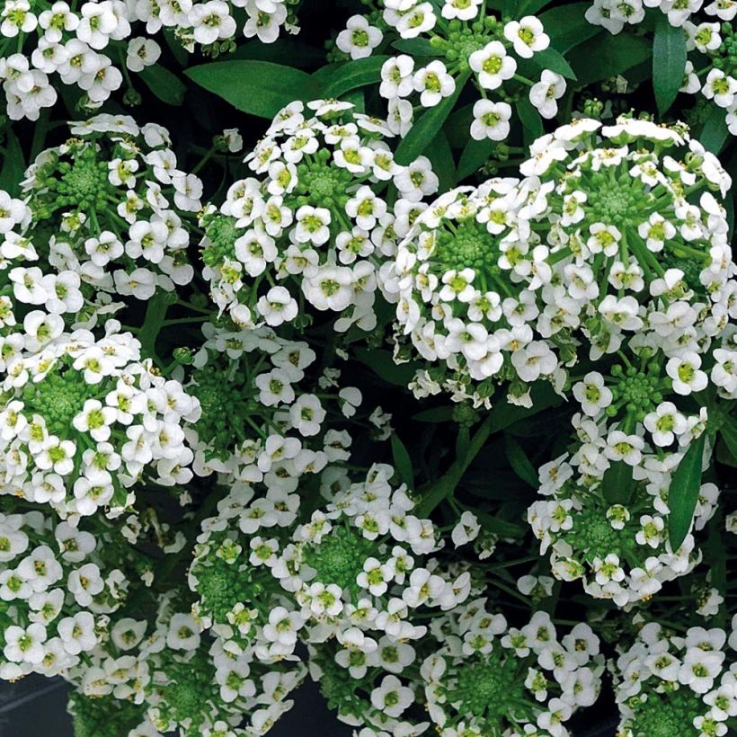 Lobularia maritima Snow Crystals - Alisso marittimo (Flowering)