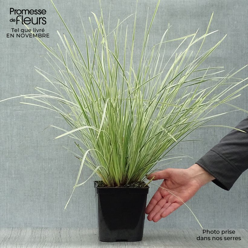 Esemplare di Lomandra longifolia White Sands® Vaso da 2L/3L come consegnato in autunno