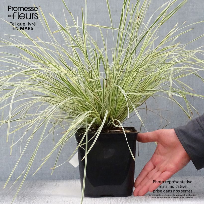 Example of Lomandra longifolia Fan burgundy Vaso da 2L/3L as you get in printemps