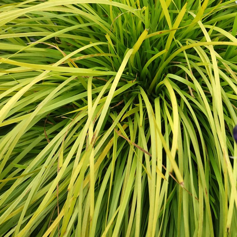 Lomandra longifolia Miner's Gold (Fogliame)
