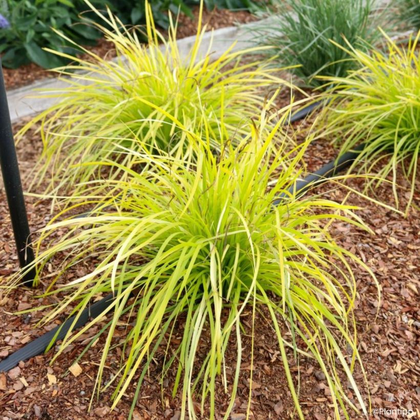 Lomandra longifolia Miner's Gold (Porto)