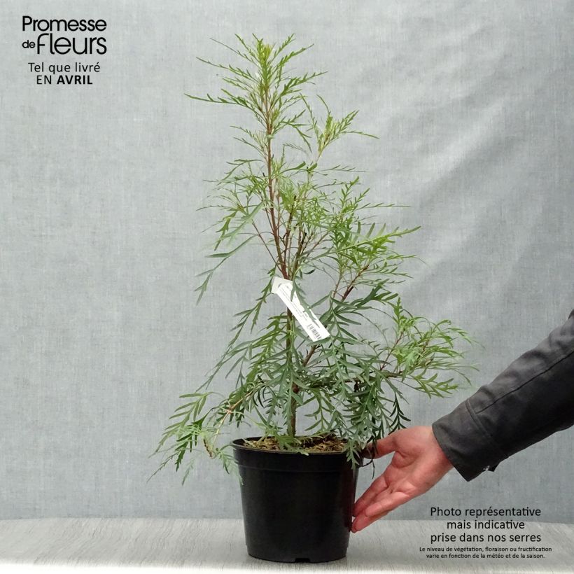 Example of Lomatia silaifolia Fan burgundy Vaso da 3L/4L as you get in printemps