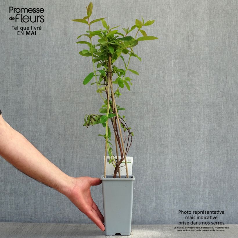Lonicera kamtschatica - Mirtillo siberiano Vaso da 1,5L/2L esemplare consegnato in primavera