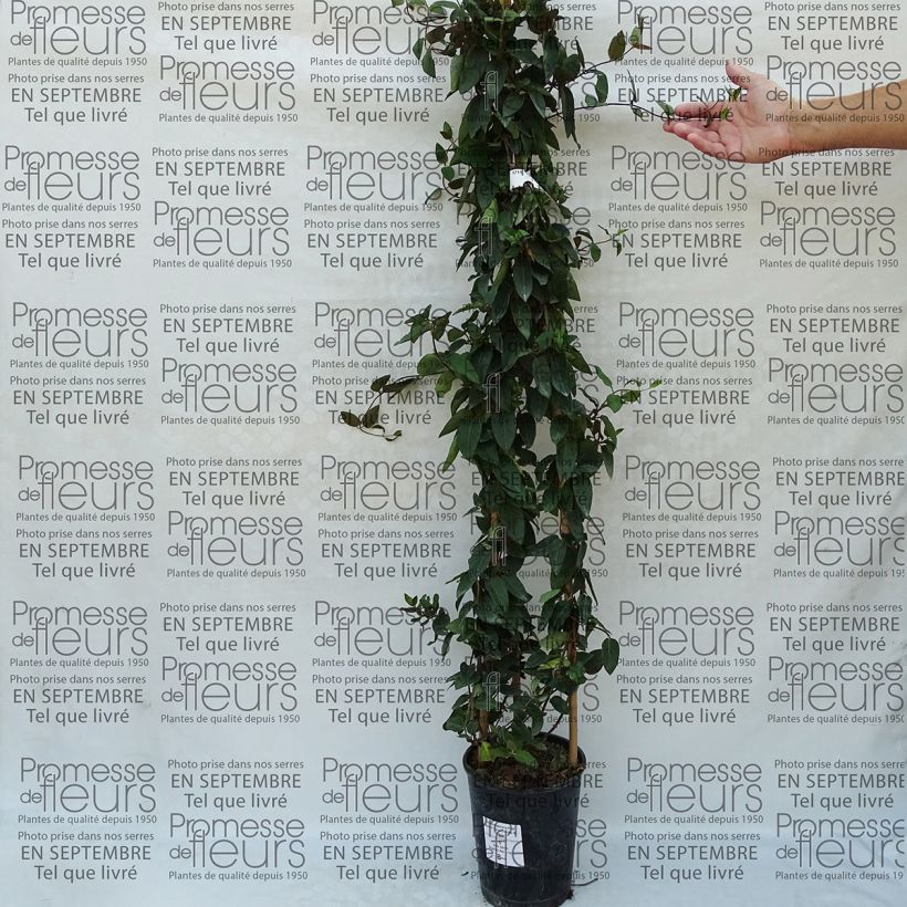 Esempio di esemplare Lonicera japonica Pink Aperitif - Caprifoglio giapponese Vaso da 3L/4L come consegnato