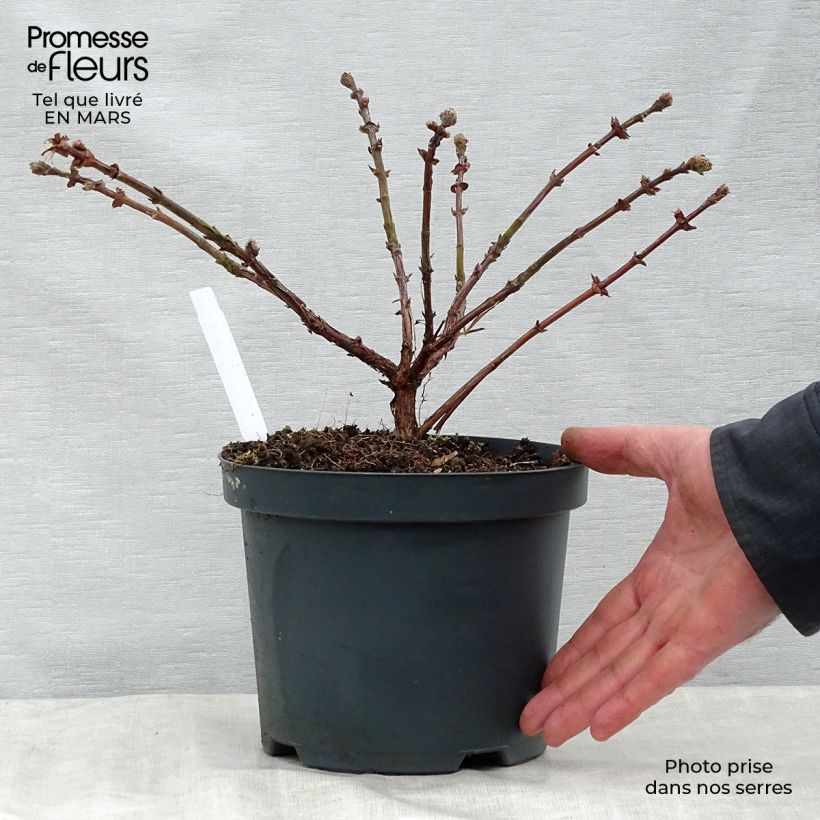 Example of Mirtillo siberiano - Duet Vaso da 1,5L/2L, A cespuglio as you get in printemps