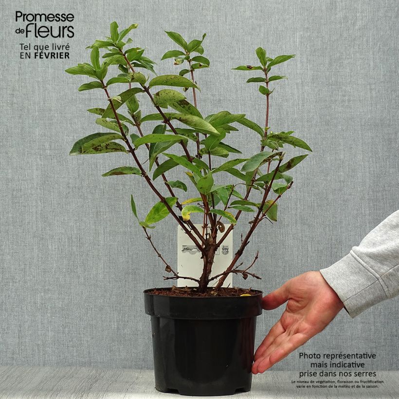 Esemplare di Mirtillo siberiano - Sweet Myberry 'Borealis' Vaso da 3L/4L, A cespuglio come consegnato in autunno