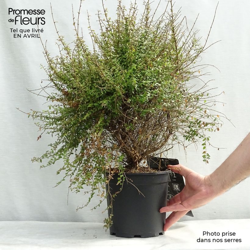 Example of Lonicera nitida - Caprifoglio Vaso da 3L/4L as you get in printemps