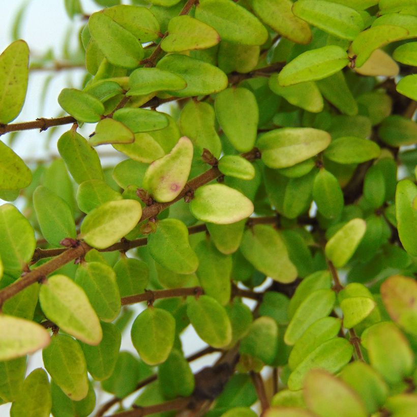 Lonicera nitida Baggesen's Gold (Foliage)