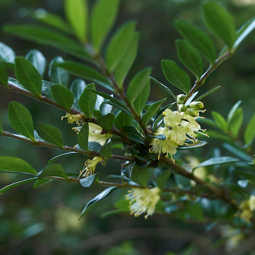 Lonicera nitida - Caprifoglio (Flowering)
