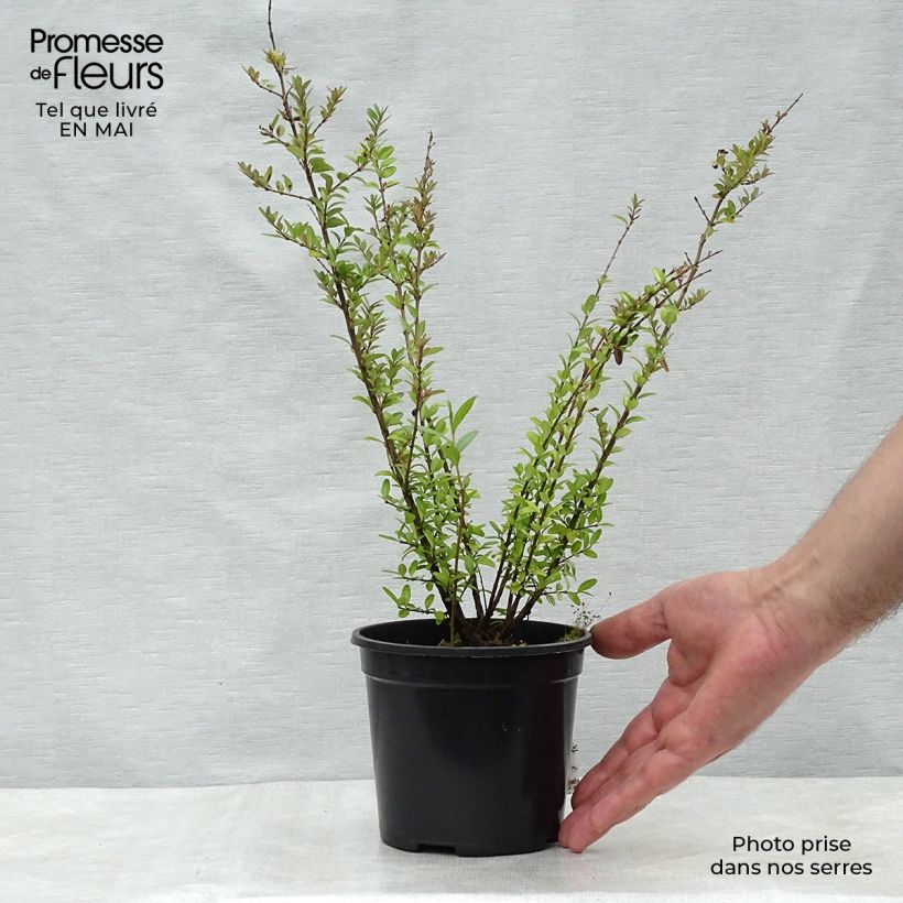 Example of Lonicera nitida Elegant Vaso da 1L/1,5L as you get in printemps