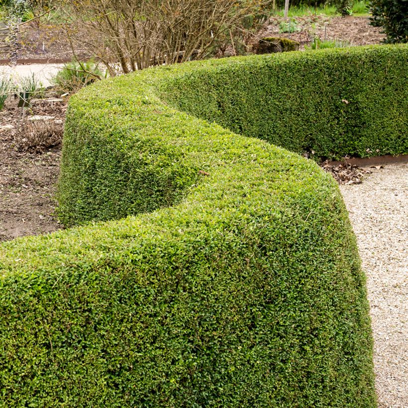 Lonicera nitida Elegant (Plant habit)