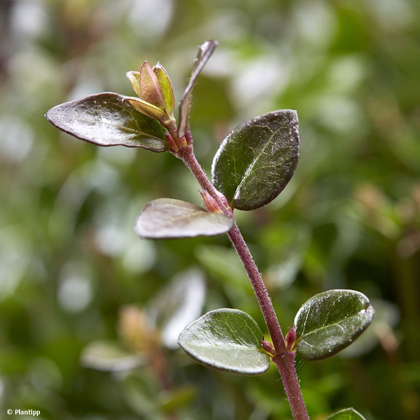 Lonicera nitida Garden Clouds Copper Glow (Foliage)