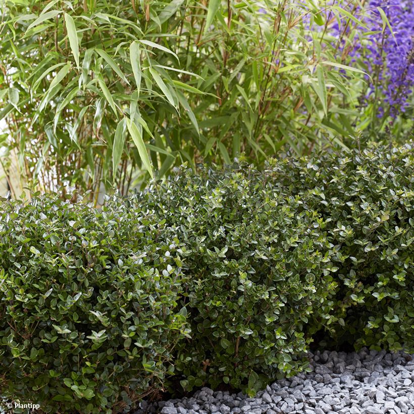 Lonicera nitida Garden Clouds Copper Glow (Plant habit)