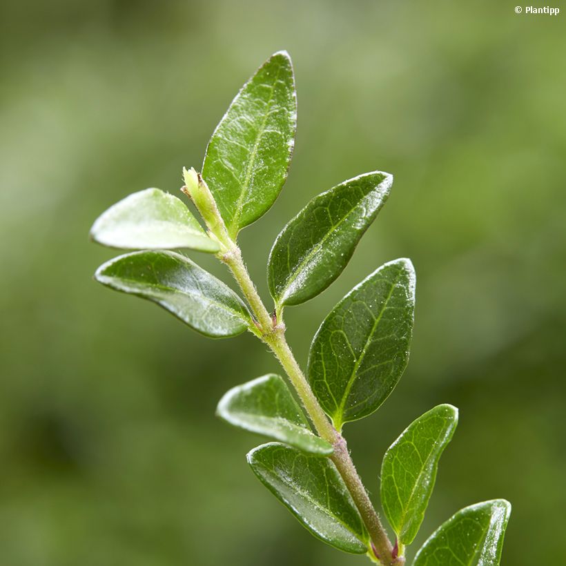 Lonicera nitida Garden Clouds Green Breeze (Fogliame)