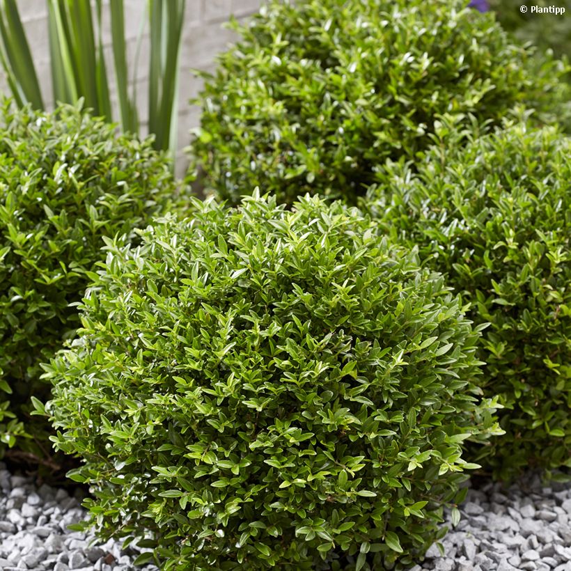 Lonicera nitida Garden Clouds Green Breeze (Porto)
