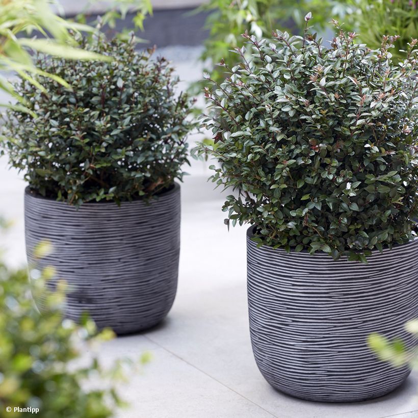 Lonicera nitida Purple Storm (Porto)