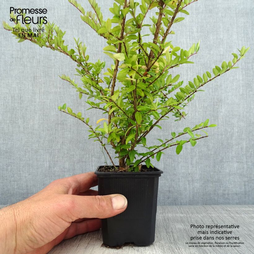 Example of Lonicera nitida Hohenheimer Findling Vasetto da 8/9 cm as you get in printemps