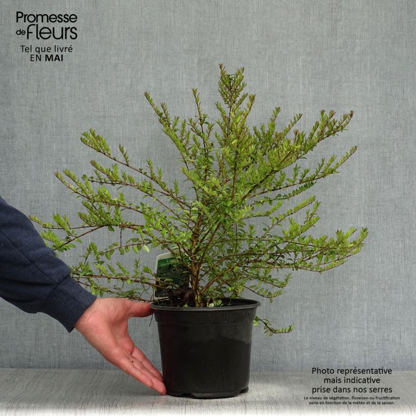 Example of Lonicera nitida Hohenheimer Findling Vaso da 1L/1,5L as you get in printemps