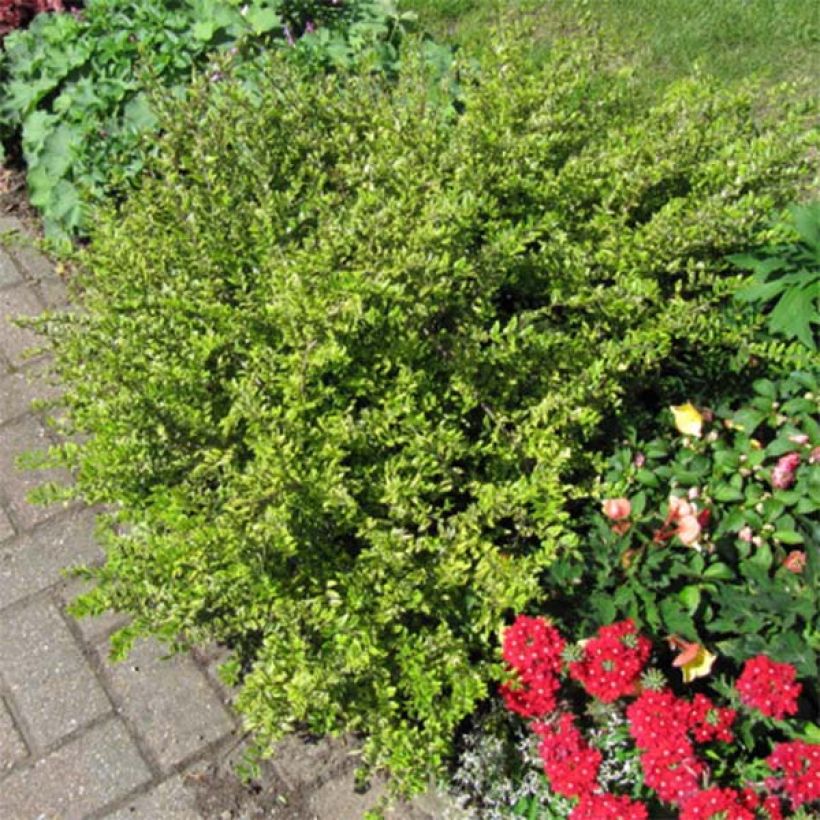 Lonicera nitida Lemon Beauty (Plant habit)