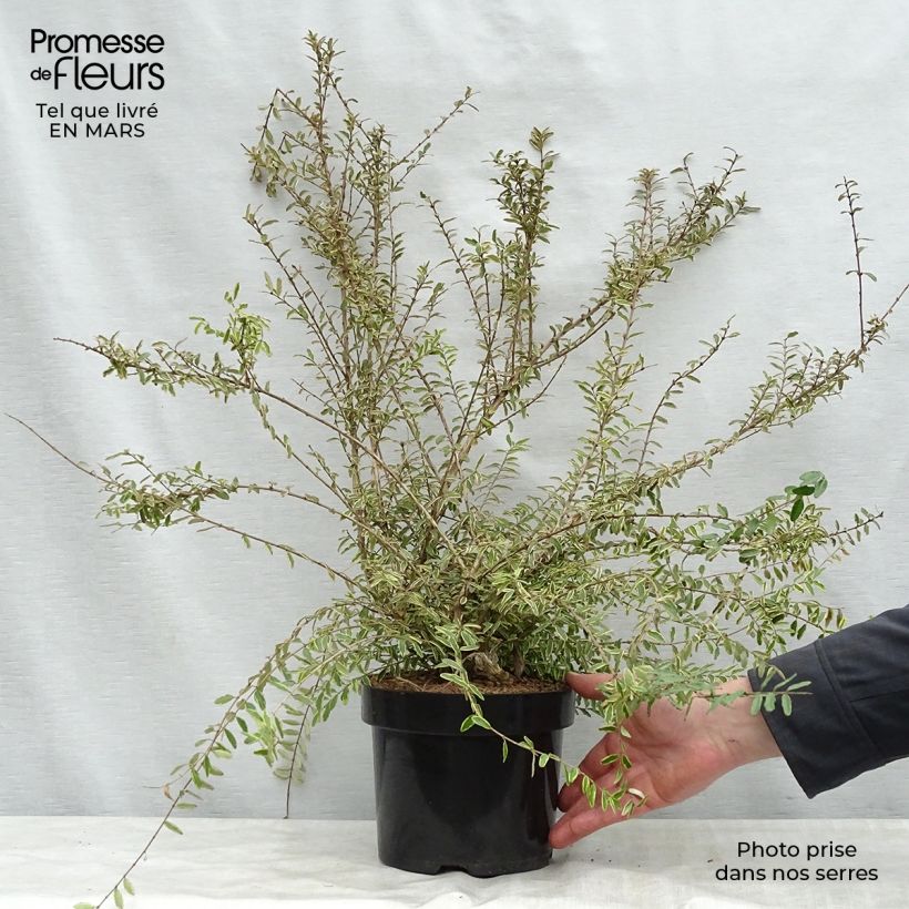 Example of Lonicera nitida Lemon Beauty Vaso da 2L/3L as you get in printemps