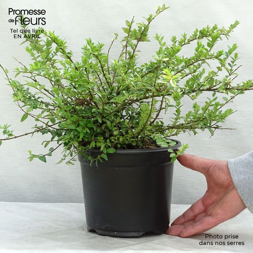 Example of Lonicera nitida Maigrün Vaso da 1L/1,5L as you get in printemps