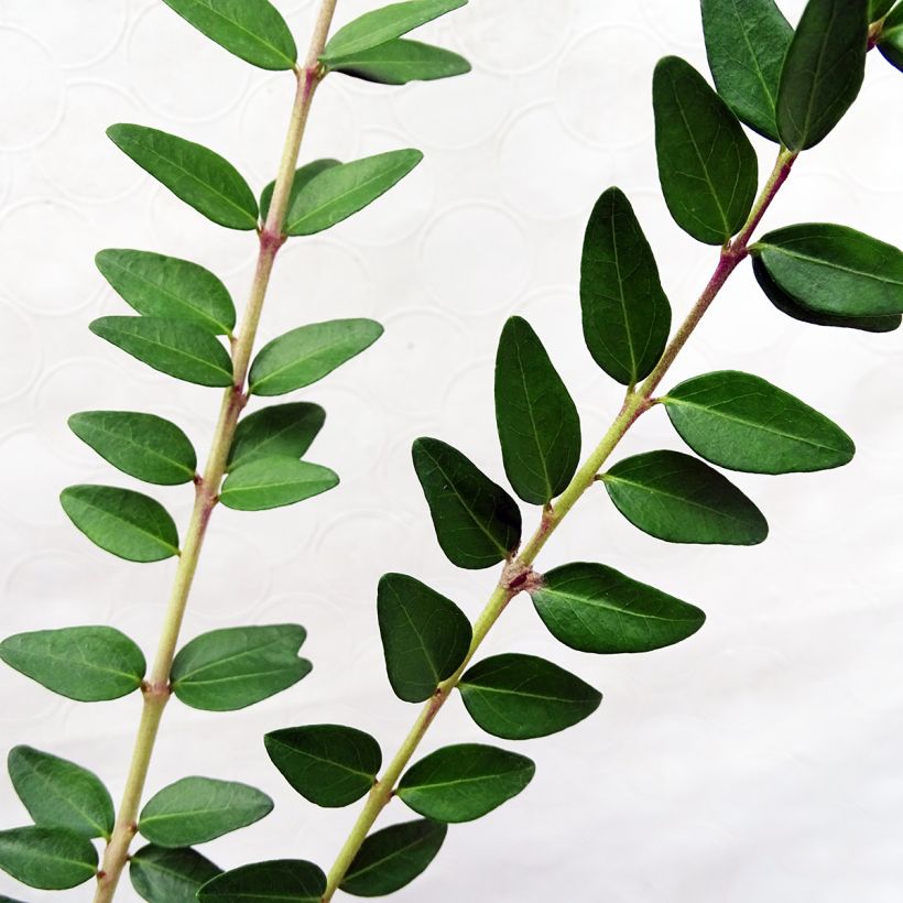 Lonicera nitida Maigrün (Foliage)