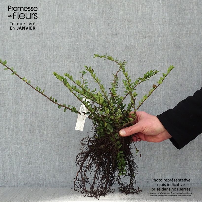 Example of Lonicera nitida Maigrün Piante piccole a radice nuda as you get in hiver