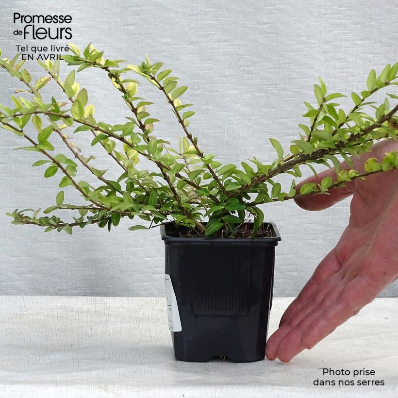 Example of Lonicera nitida Maigrün Vasetto da 8/9 cm as you get in printemps